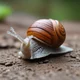 Snail Scenario