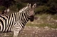 Plains Zebra 