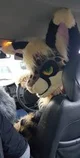 Furry Uber driver 