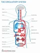the human body