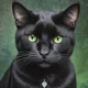 Ravenpaw-