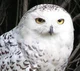 White owl