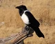 Pied Crow