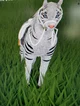 Tiger horse
