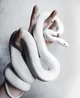 White snake