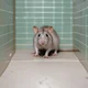 Normal Rat