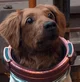 Cosmo The Spacedog