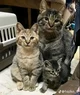 Cat family