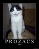 Prozac cat 
