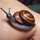 Your docile snail
