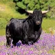 Toro