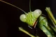 Praying Mantis
