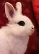 Conejito Con Mancha