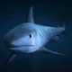 GTA V Shark