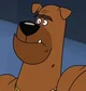 Brown dog