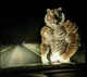 muscular tiger