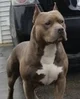 Average pitbull