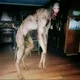 Creepy dog thing