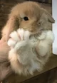 Bunny 
