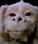 Falkor