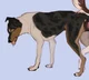 Smooth Collie