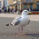 Seagull