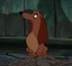 Dachsie