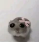 Hamster meme