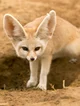 Fennec Fox