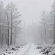 Foggy Forest