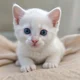 Kitten 4