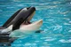 Mr orca