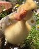 Duckling 