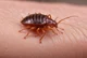 Tickle bedbug