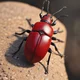Red beetle 