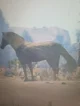 Legendary horse
