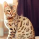 Bengal Cat