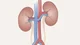 Kidney 