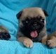 Magic Cute LilPuggy