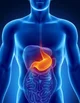 Stomach 