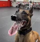 Belgian Malinois