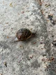 A snail