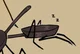 pan