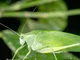 Katydid