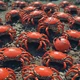 Crab Island