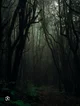 Bosque oscuro 