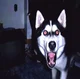 Scary dog