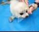 Baby seal