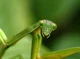 Praying Mantis