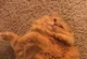 Orange Chubby Cat